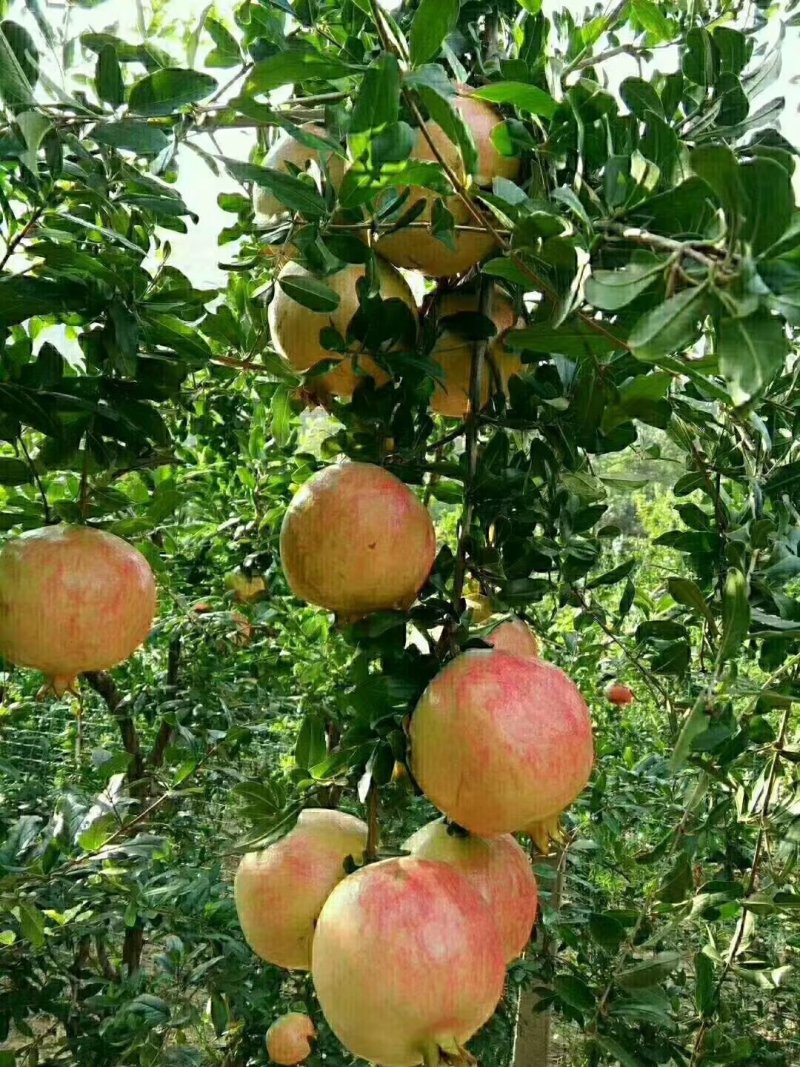 正宗河阴软籽石榴，量大优惠