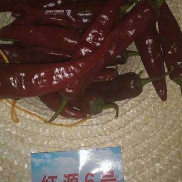 干辣椒，色素辣椒