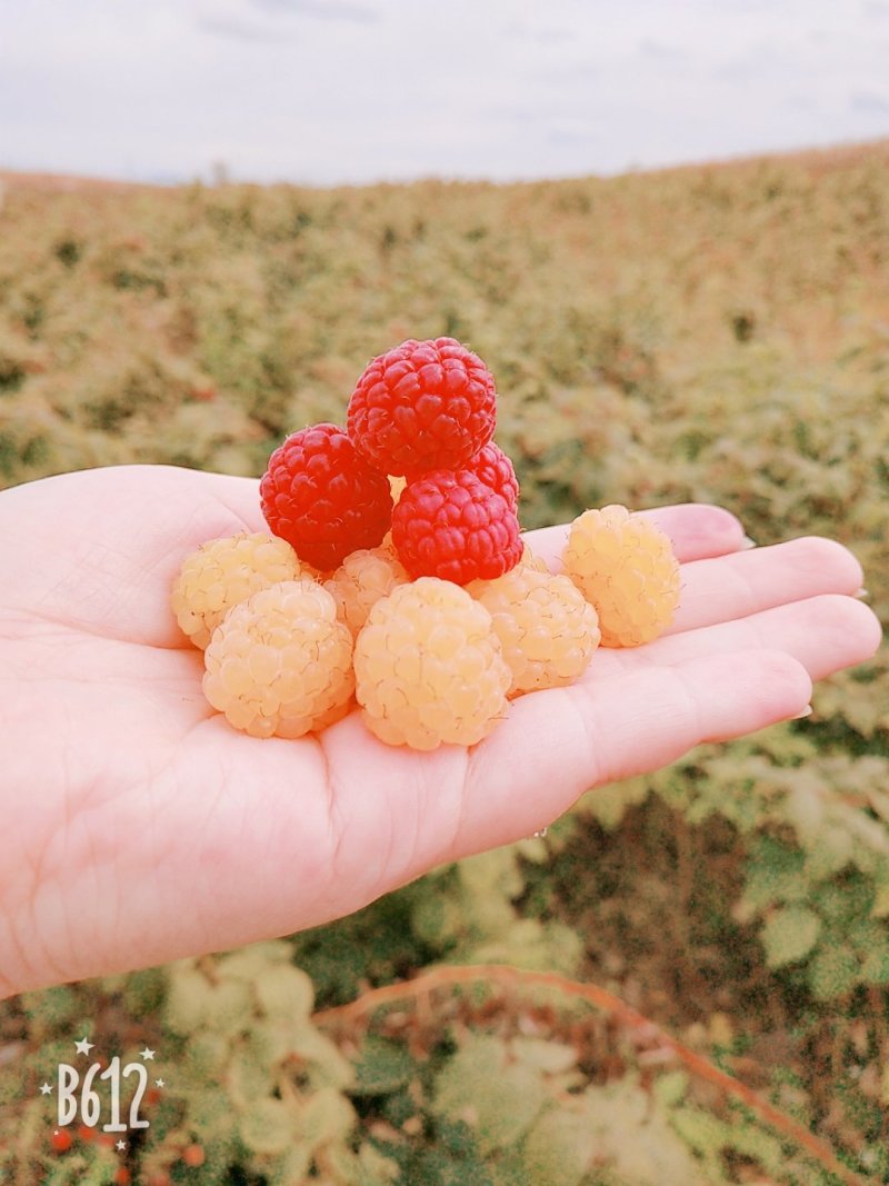 黄树莓苗双季树莓苗2年苗当年结果大果各种树莓苗高产树莓苗