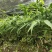 方竹苗,筇竹苗,合江方竹苗