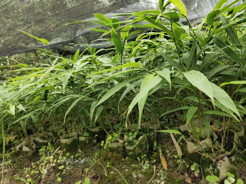 方竹苗，筇竹苗，合江方竹苗