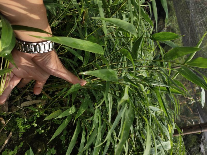 方竹苗，筇竹苗，合江方竹苗