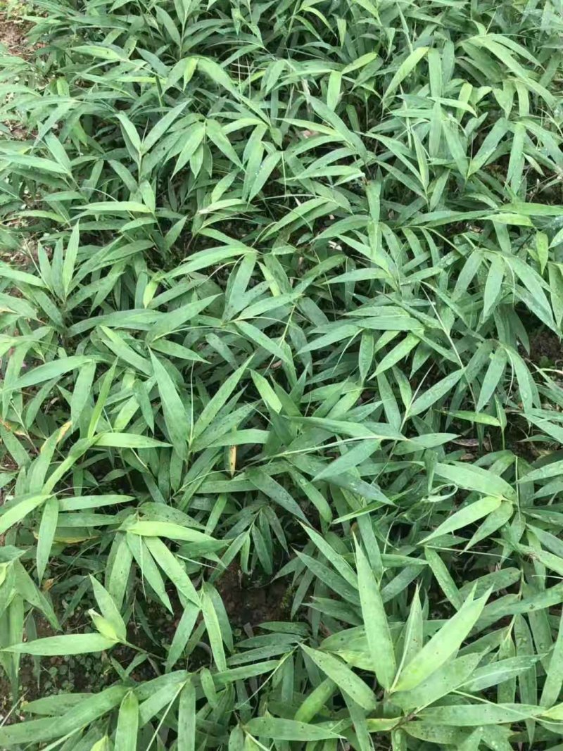 方竹苗，筇竹苗，合江方竹苗