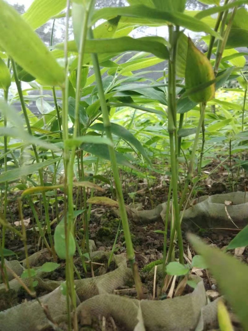 方竹苗，筇竹苗，合江方竹苗