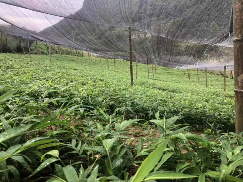 方竹苗，筇竹苗，合江方竹苗