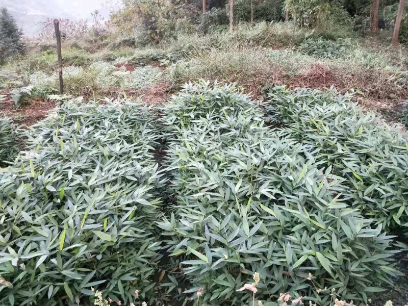 方竹苗，筇竹苗，合江方竹苗