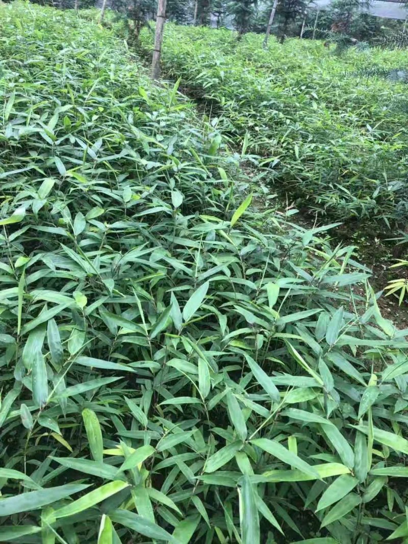 方竹苗，筇竹苗，合江方竹苗