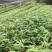 方竹苗,筇竹苗,合江方竹苗