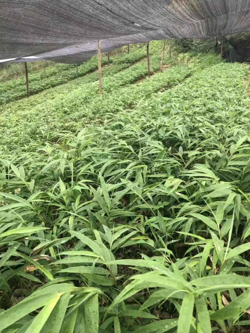 方竹苗，筇竹苗，合江方竹苗