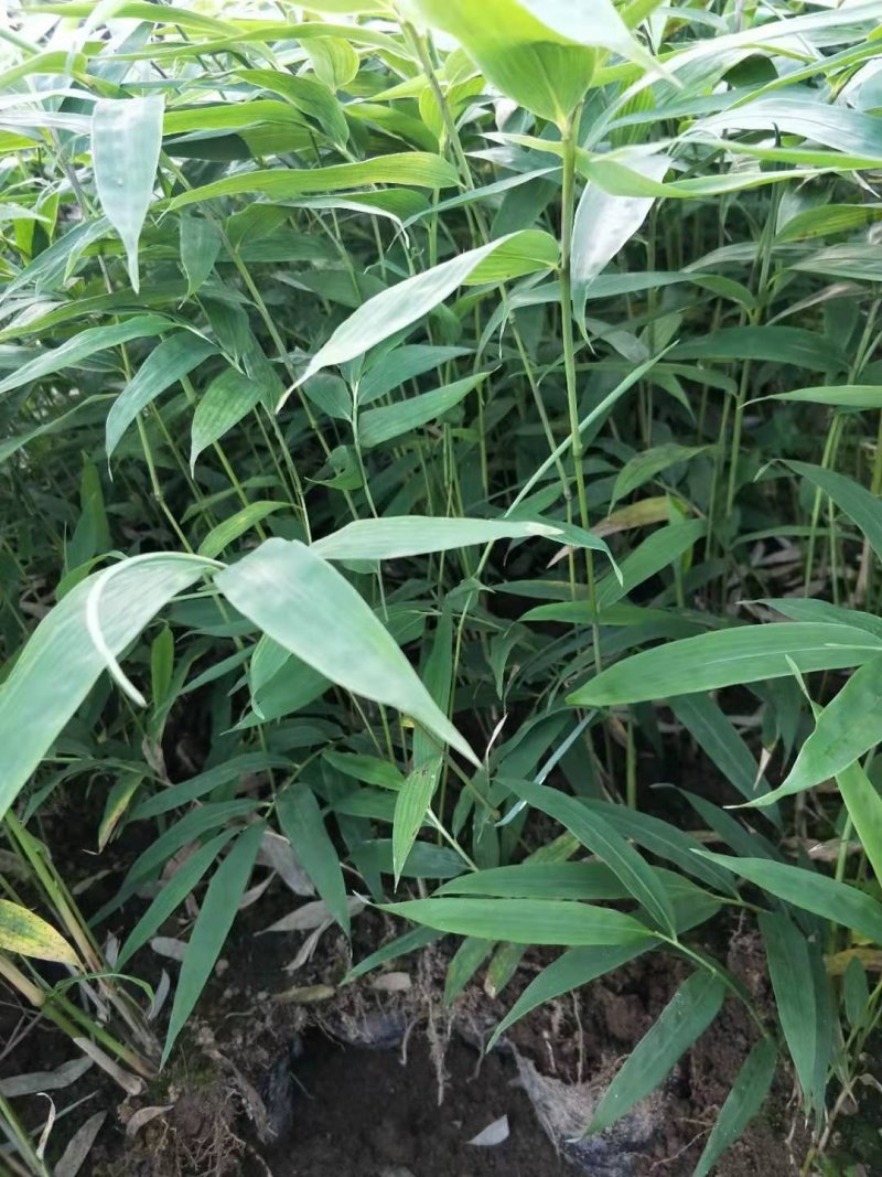 方竹苗，筇竹苗，合江方竹苗