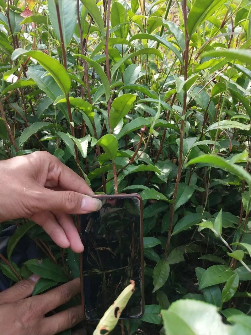 茶苗白茶苗龙井茶苗鄂茶一号十号苗批发各种茶苗裸苗杯苗都有