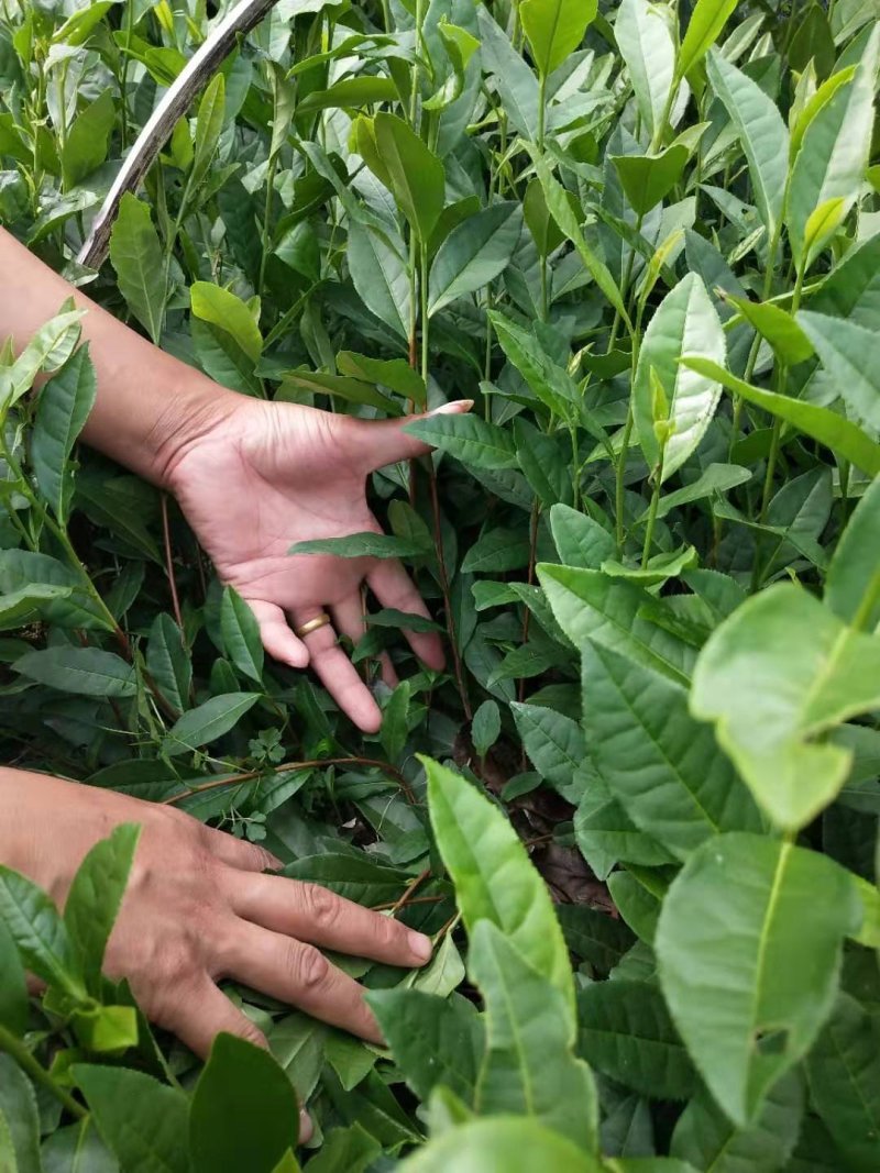 茶苗白茶苗龙井茶苗鄂茶一号十号苗批发各种茶苗裸苗杯苗都有