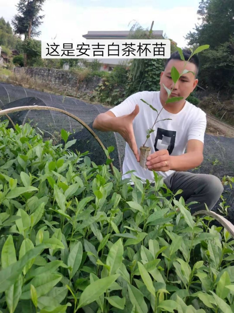 茶苗白茶苗龙井茶苗鄂茶一号十号苗批发各种茶苗裸苗杯苗都有