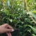 茶苗白茶苗龙井茶苗鄂茶一号十号苗批发各种茶苗裸苗杯苗都有