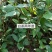 茶苗白茶苗龙井茶苗鄂茶一号十号苗批发各种茶苗裸苗杯苗都有