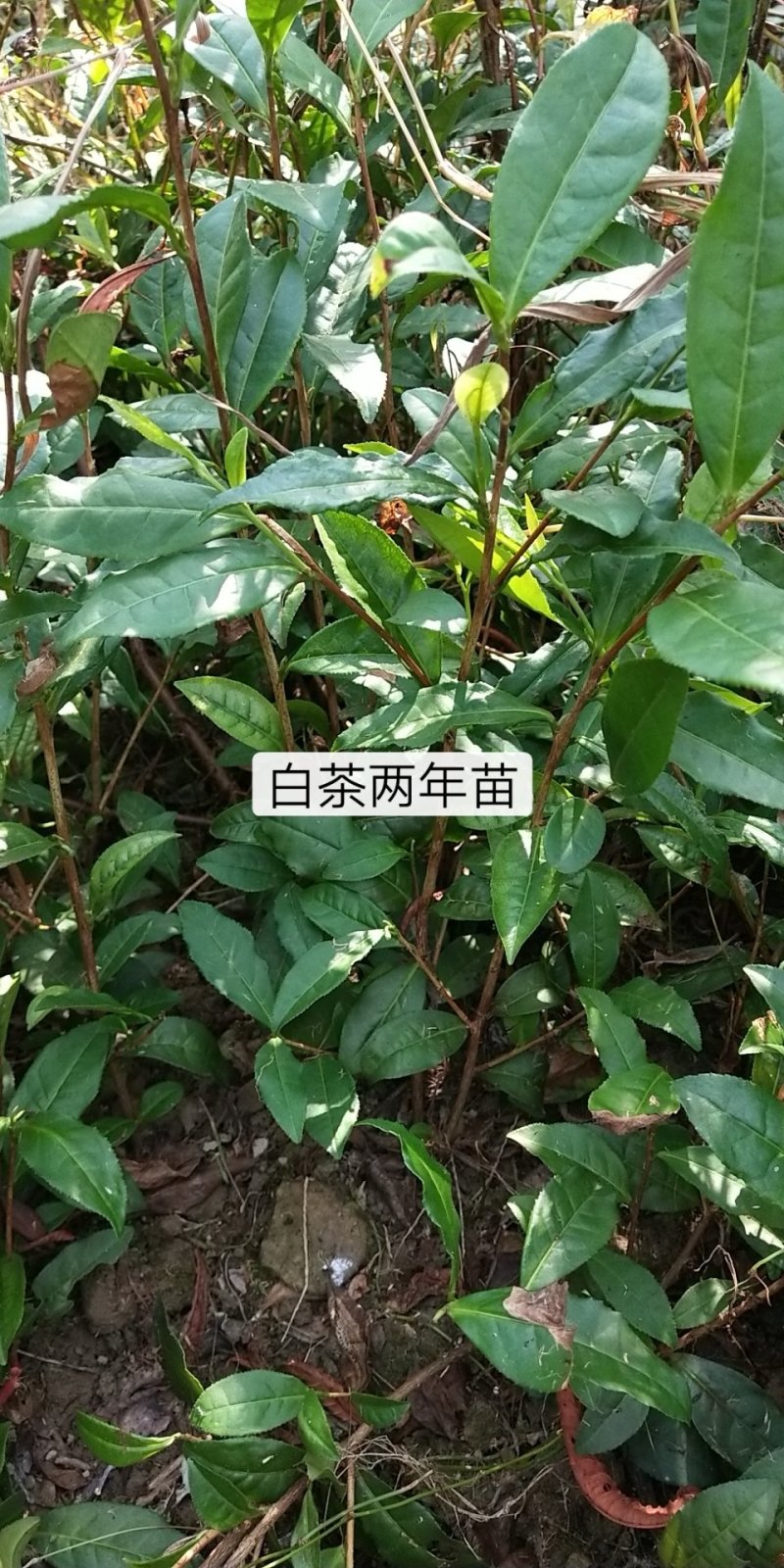 茶苗白茶苗龙井茶苗鄂茶一号十号苗批发各种茶苗裸苗杯苗都有