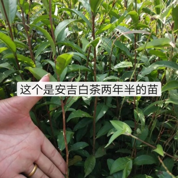 茶苗白茶苗龙井茶苗鄂茶一号十号苗批发各种茶苗裸苗杯苗都有