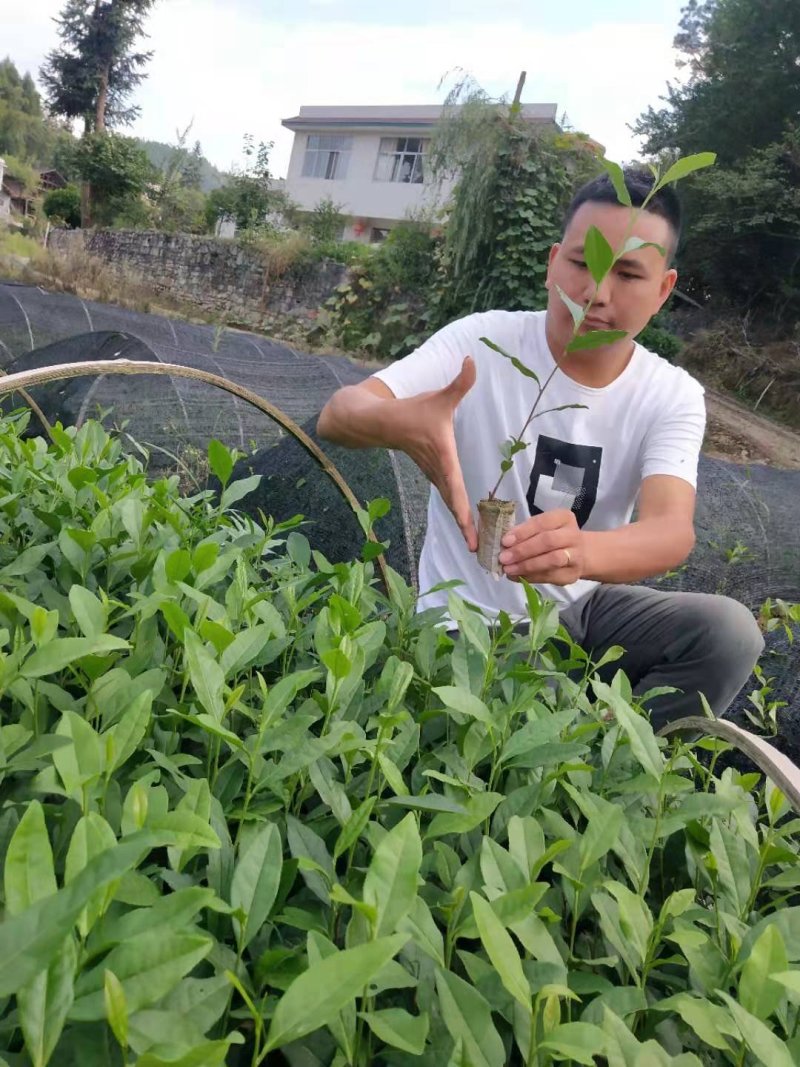 茶苗白茶苗龙井茶苗鄂茶一号十号苗批发各种茶苗裸苗杯苗都有
