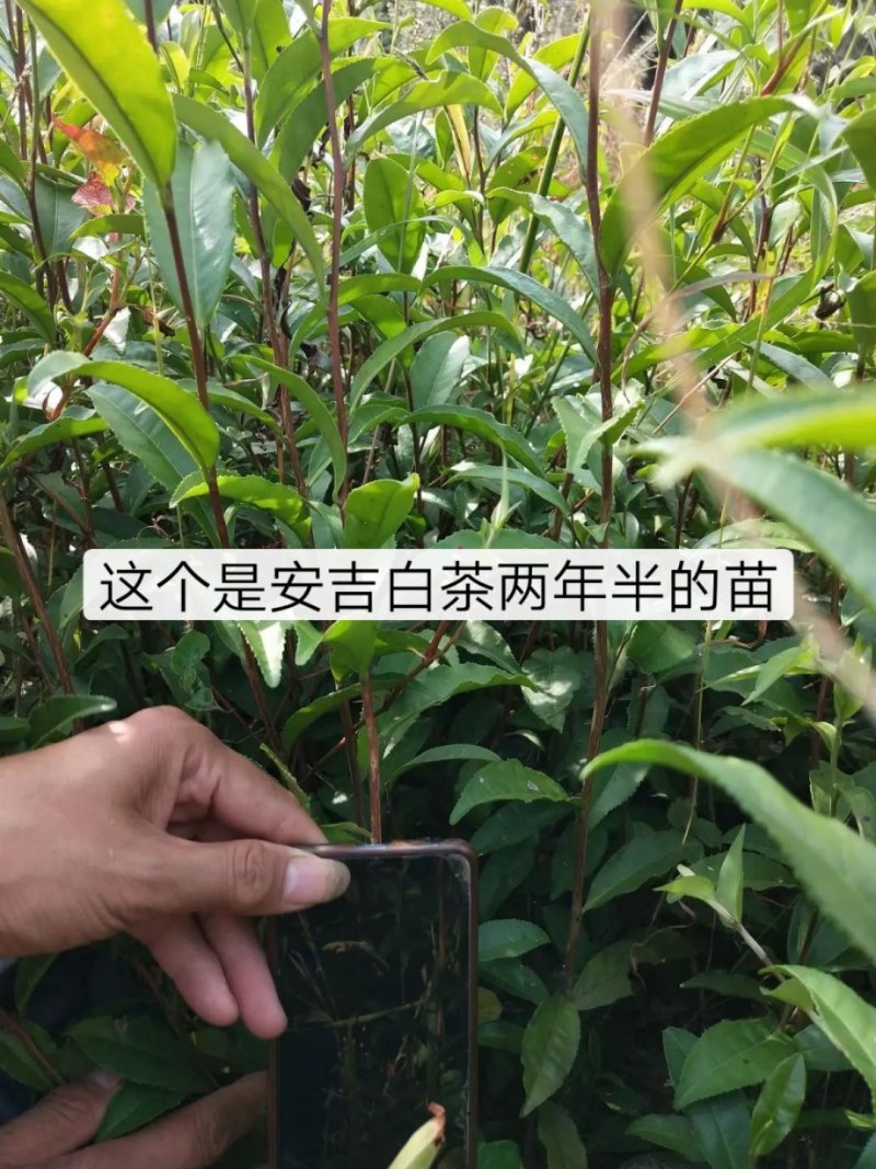 茶苗白茶苗龙井茶苗鄂茶一号十号苗批发各种茶苗裸苗杯苗都有