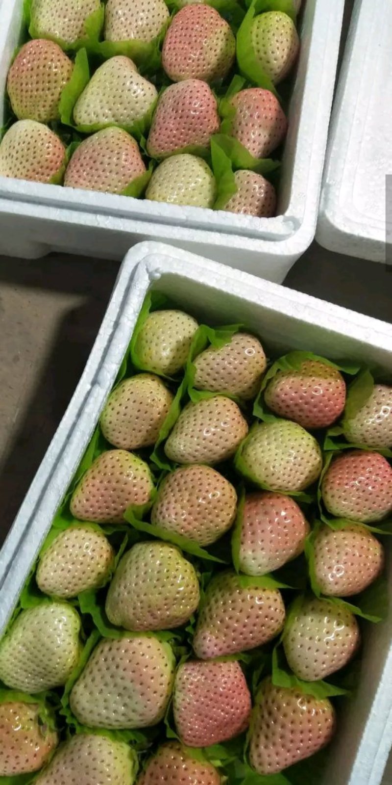草莓苗，白雪公主草莓苗:草莓苗新品种:草莓苗育苗基地
