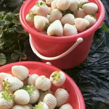 草莓苗，白雪公主草莓苗:草莓苗新品种:草莓苗育苗基地