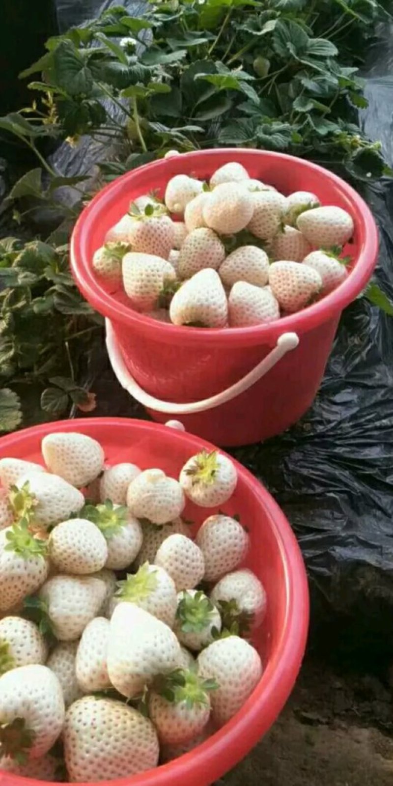 草莓苗，白雪公主草莓苗:草莓苗新品种:草莓苗育苗基地