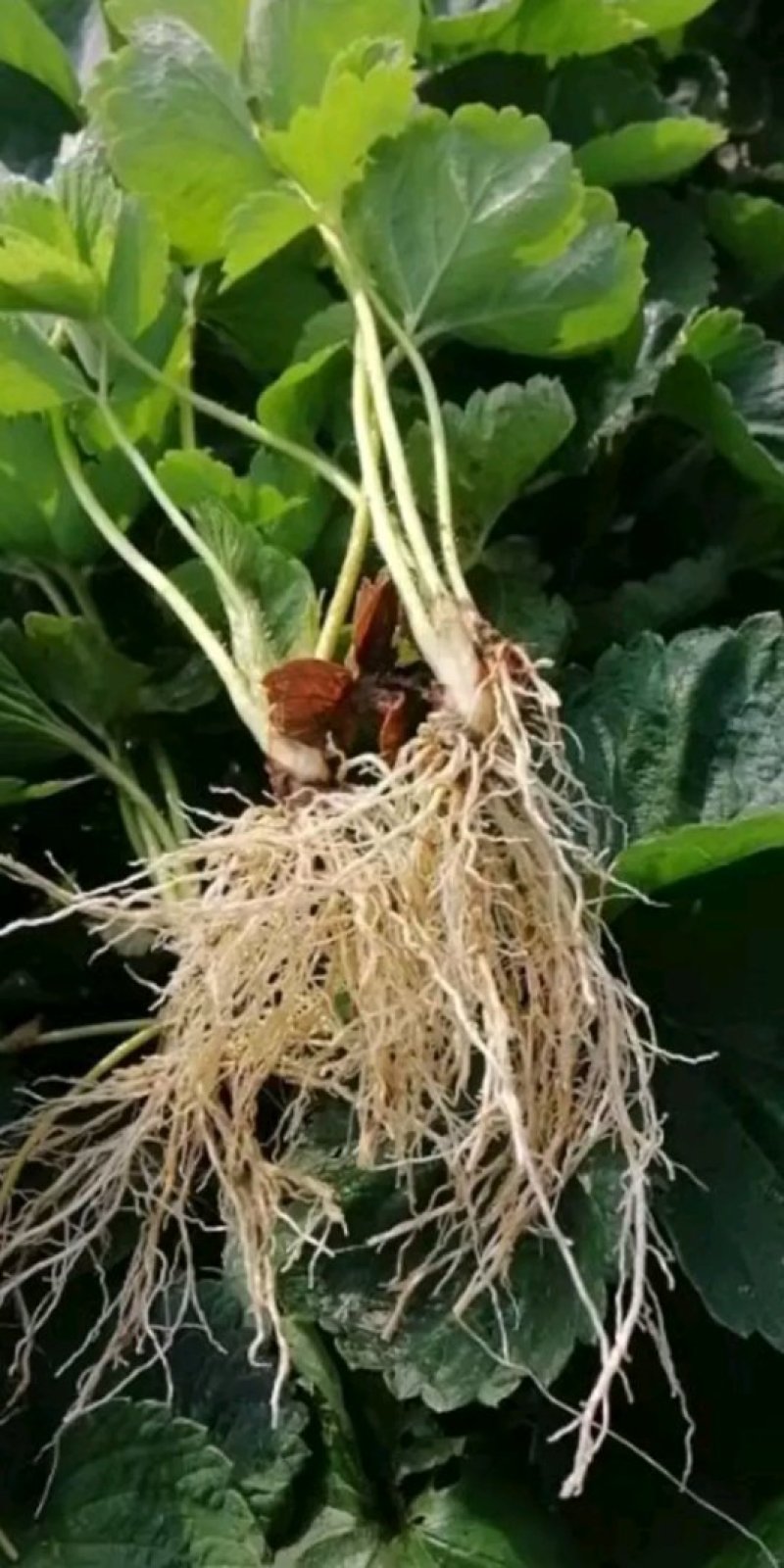 草莓苗，天仙醉草莓苗，草莓苗新品种，草莓苗栽植最佳时间