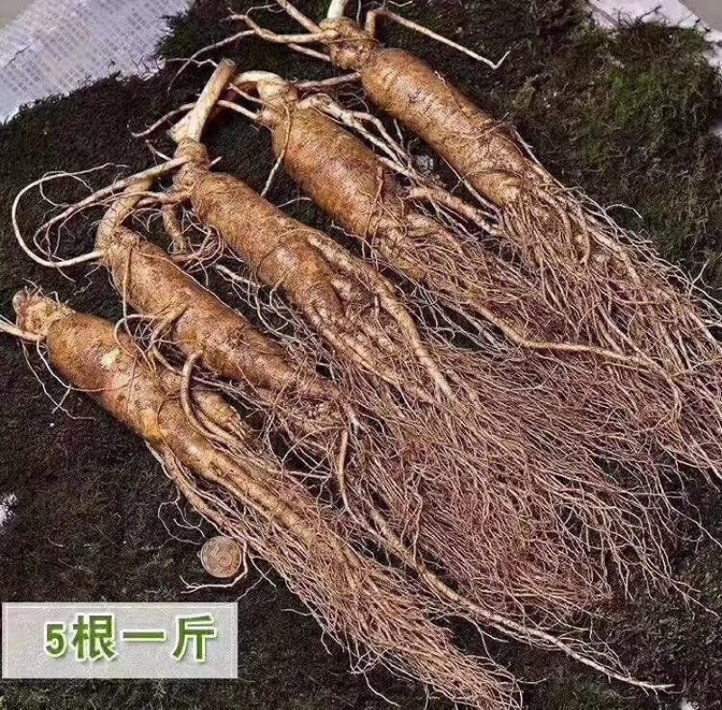 (产地直供)鲜人参园参3到4颗一斤