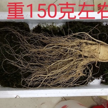 (产地直供)鲜人参园参3到4颗一斤