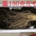 (产地直供)鲜人参园参3到4颗一斤