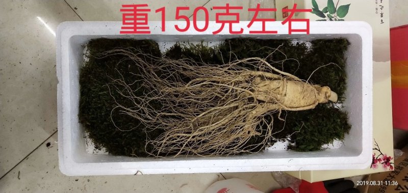 (产地直供)鲜人参园参3到4颗一斤