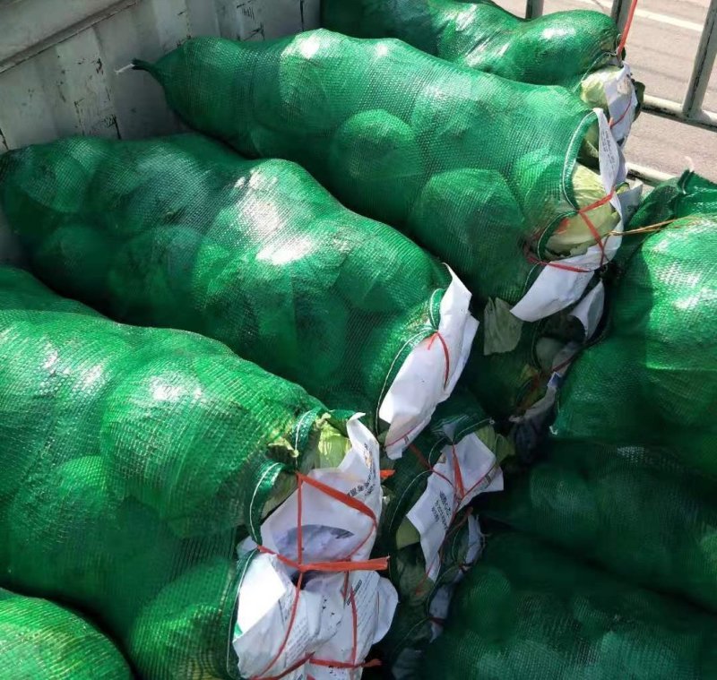 绿甘蓝扁包菜货源充足产地直发良心卖家质量保证