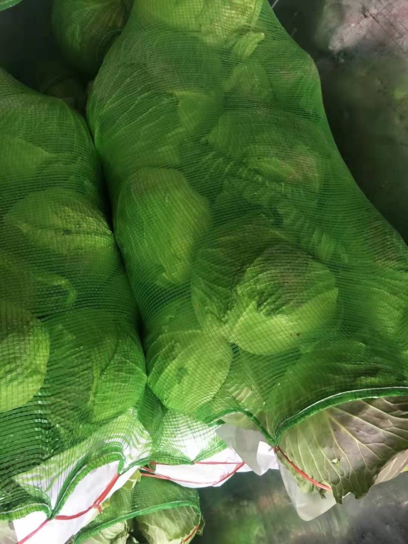 绿甘蓝扁包菜货源充足产地直发良心卖家质量保证