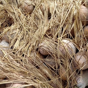 成都大邑县南瓜海南蜜本基地货大量现货