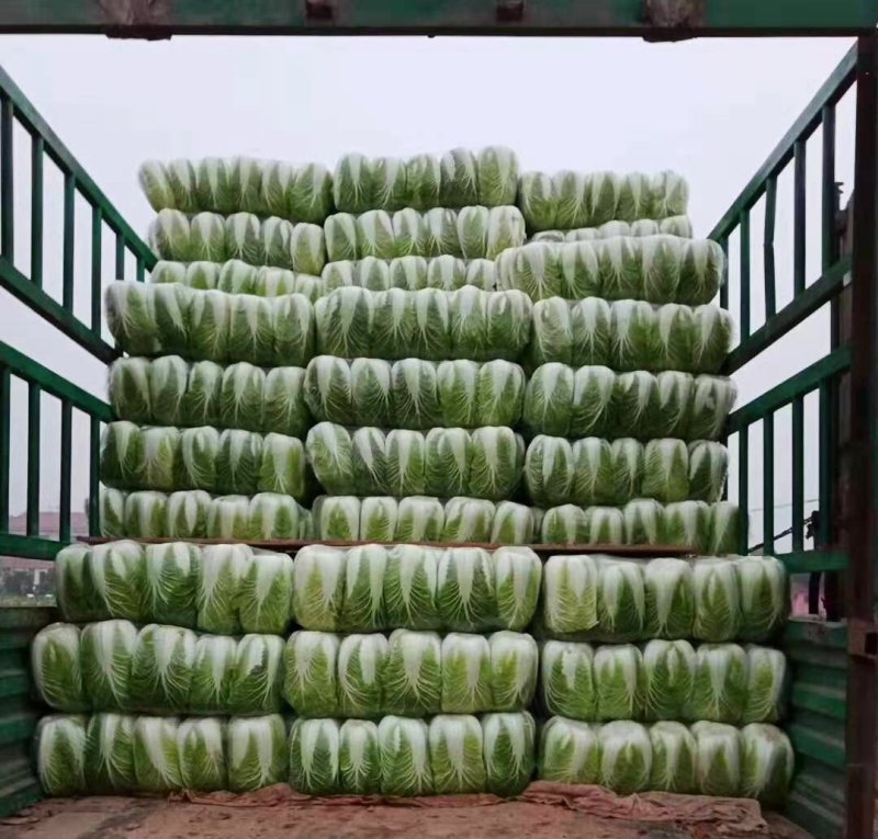 大白菜货源足质量好