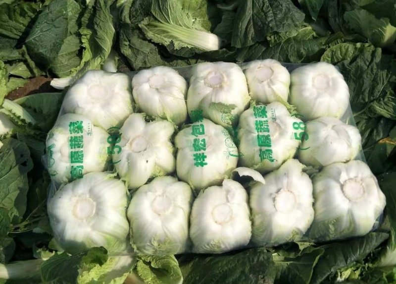 大白菜货源足质量好