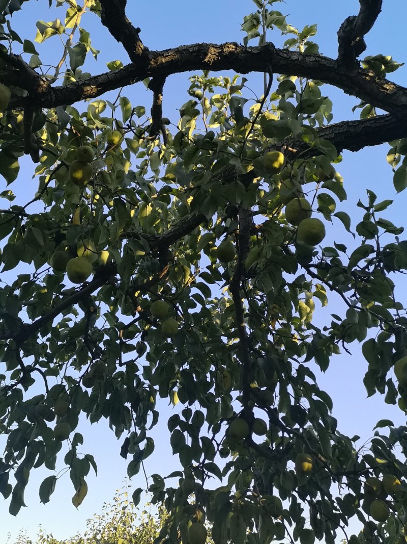 套袋鸭梨，细皮光梨