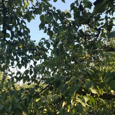 套袋鸭梨，细皮光梨