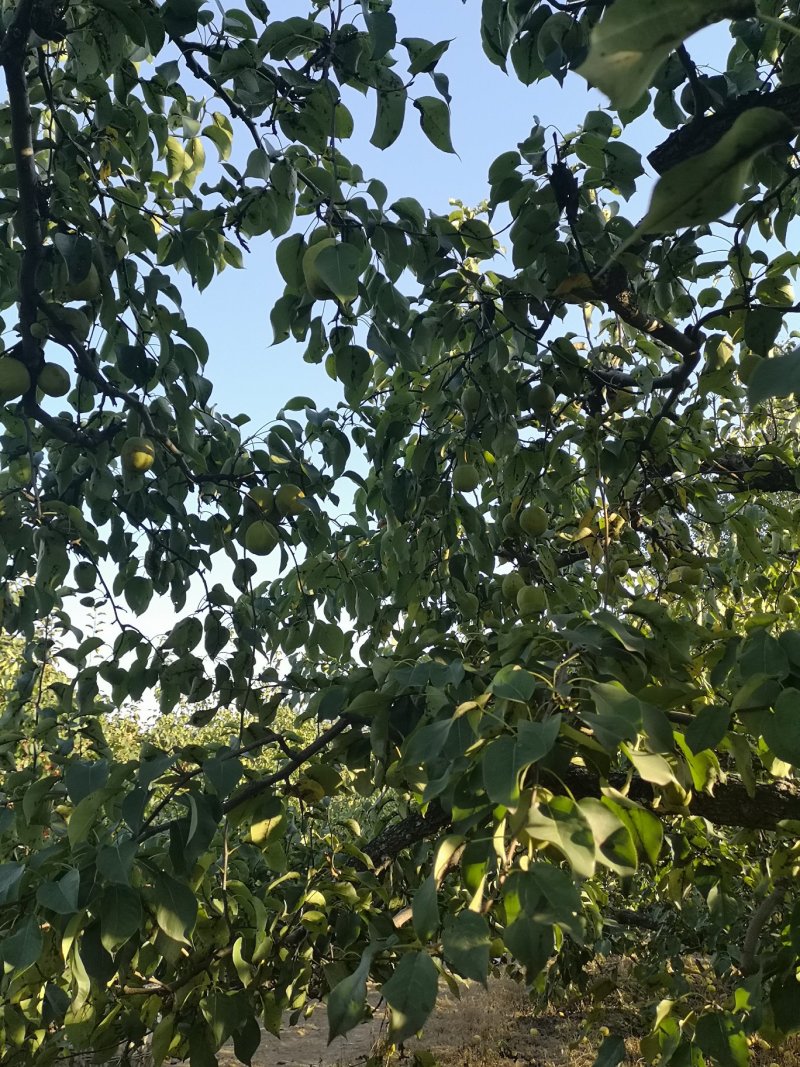 套袋鸭梨，细皮光梨