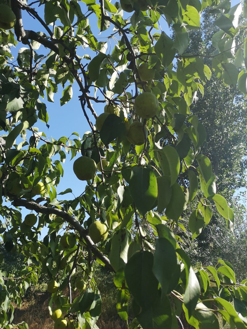 套袋鸭梨，细皮光梨