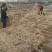深海天然小鱼干深海小鱼干小鱼干拿货送广告布，录音