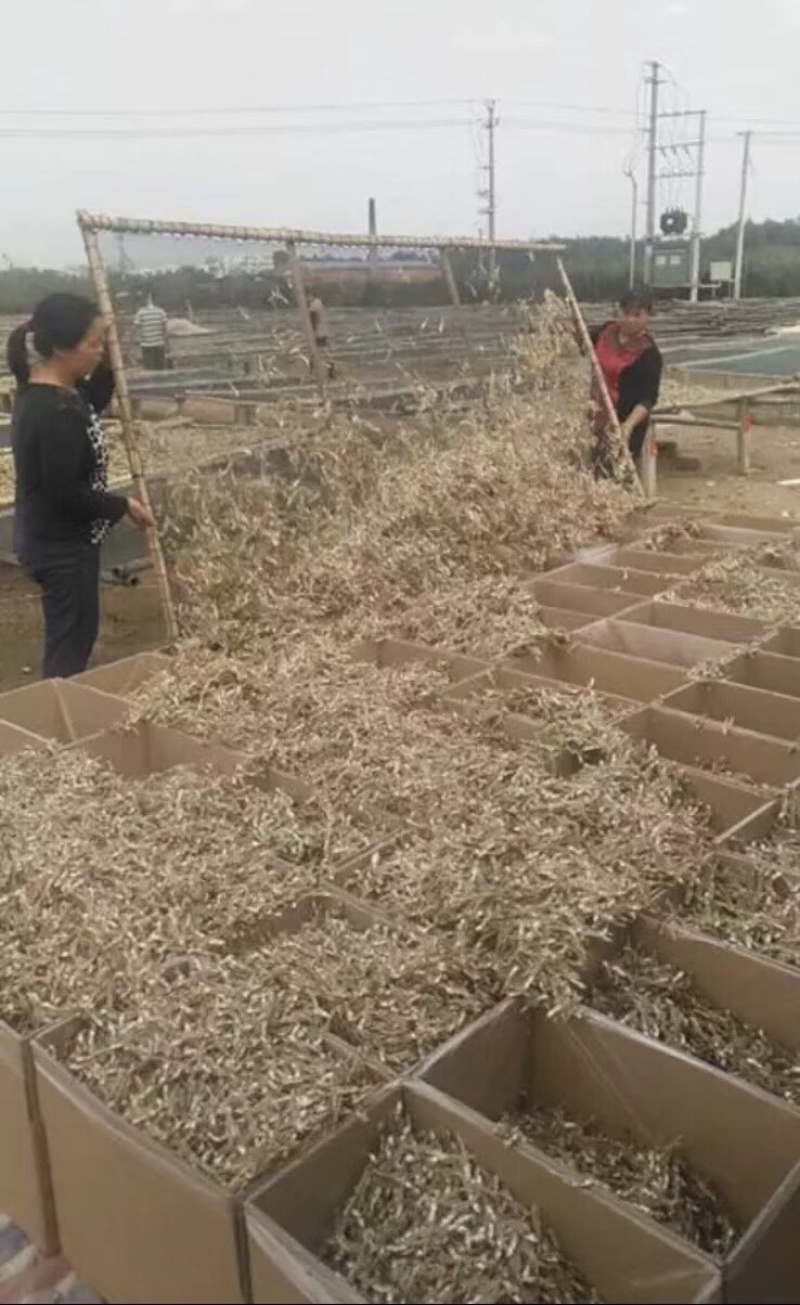 深海天然小鱼干深海小鱼干小鱼干拿货送广告布，录音