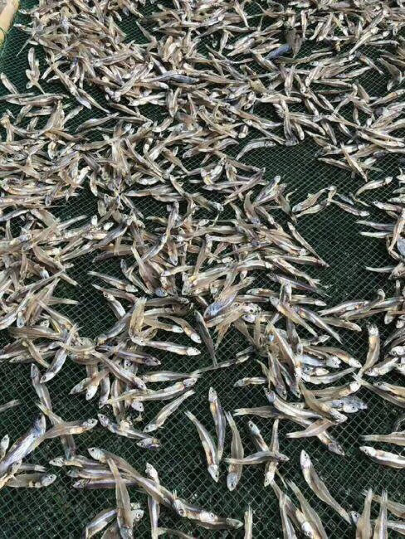 深海天然小鱼干深海小鱼干小鱼干拿货送广告布，录音