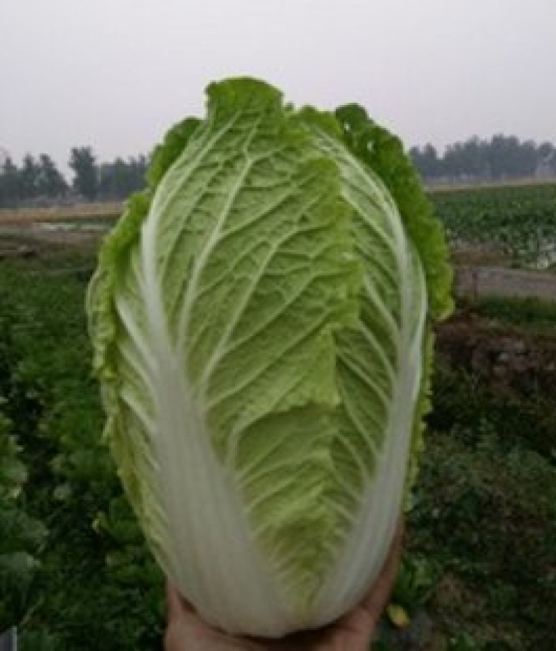 大白菜货源足质量好