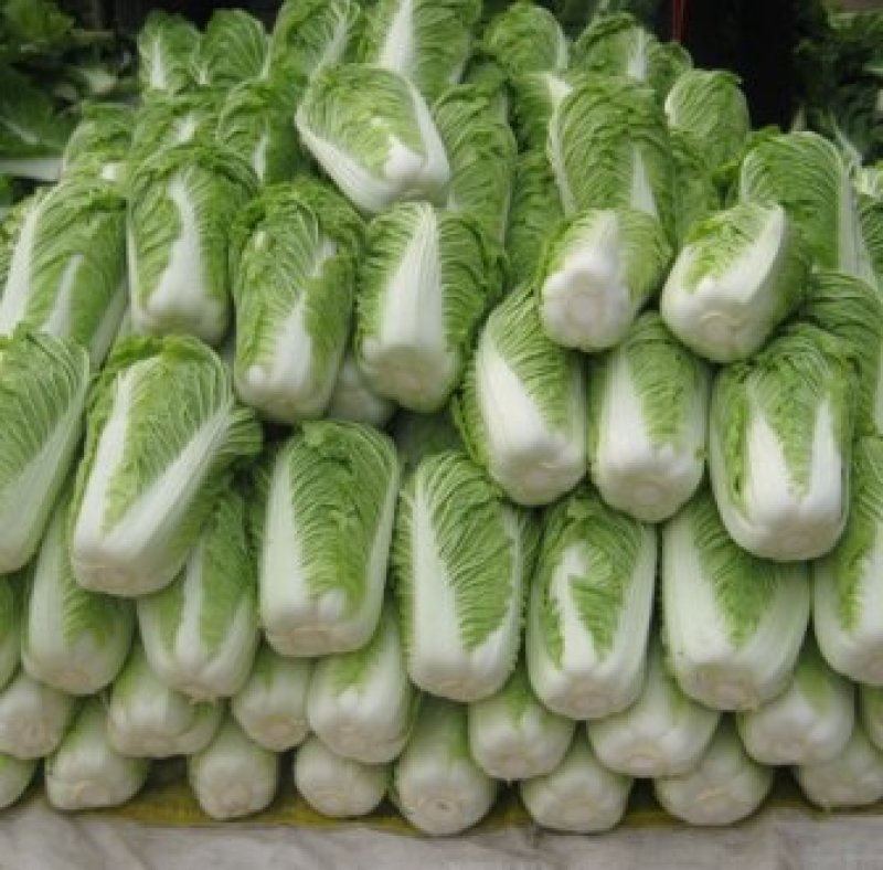 精品白菜货源足质量好服务全国客商