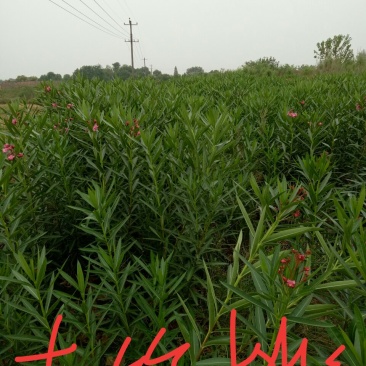 夹竹桃