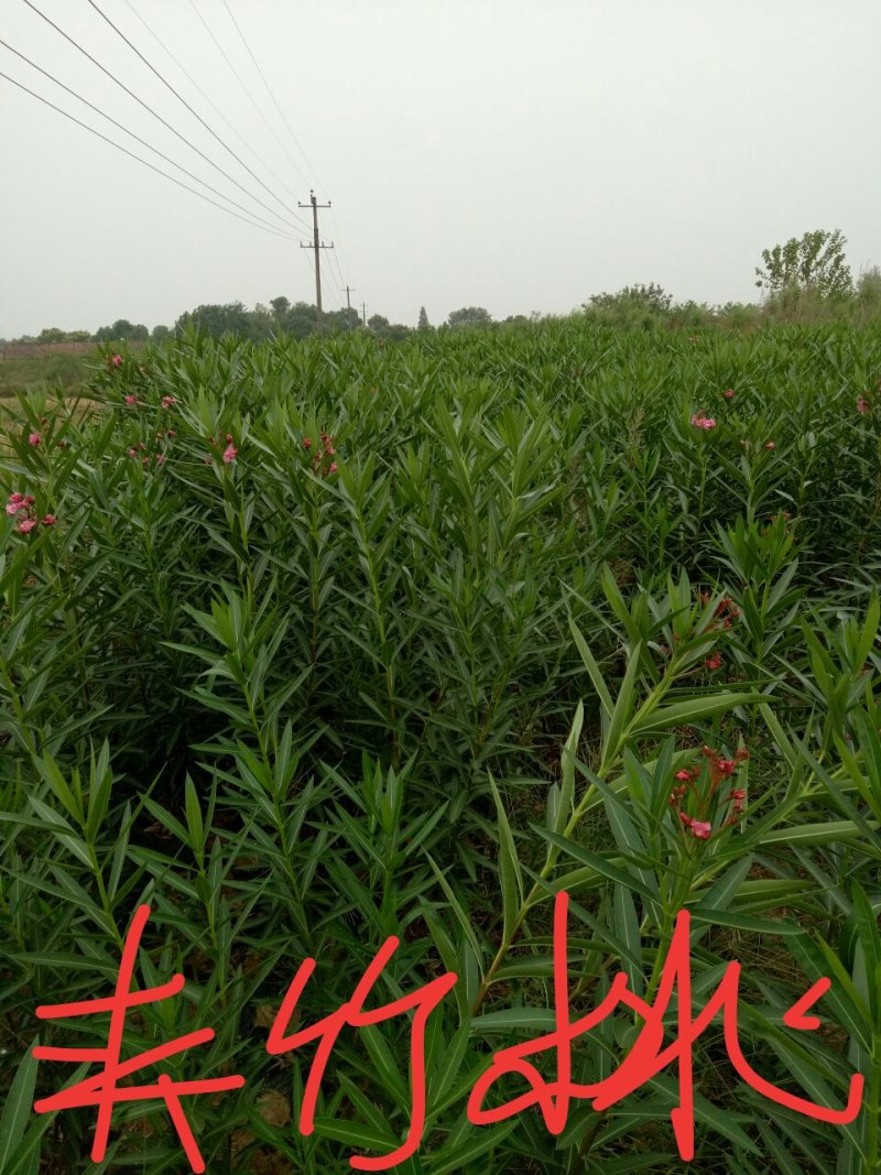 夹竹桃