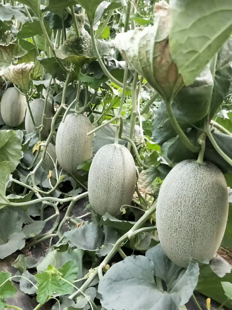 小蜜25号，哈密瓜大量上市中，产地直供，货源充足