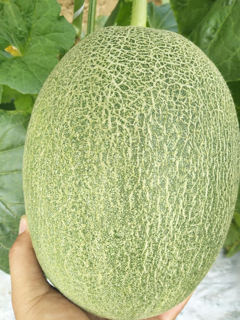 小蜜25号，哈密瓜大量上市中，产地直供，货源充足