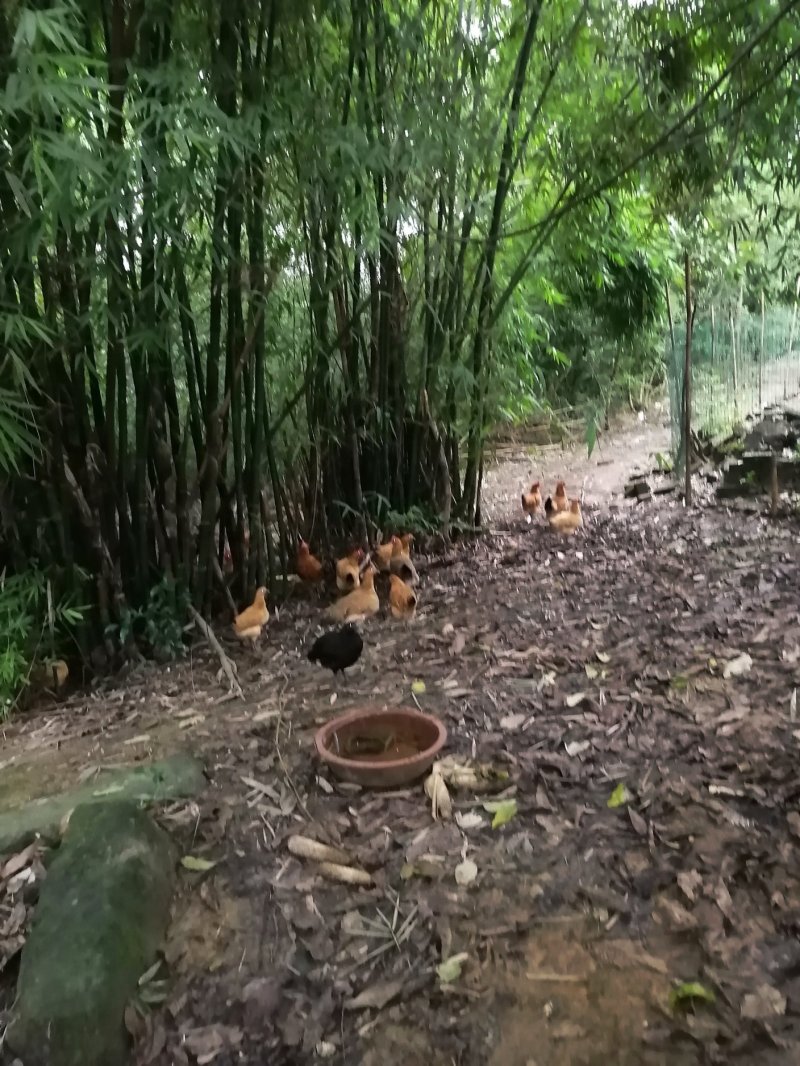 土鸡